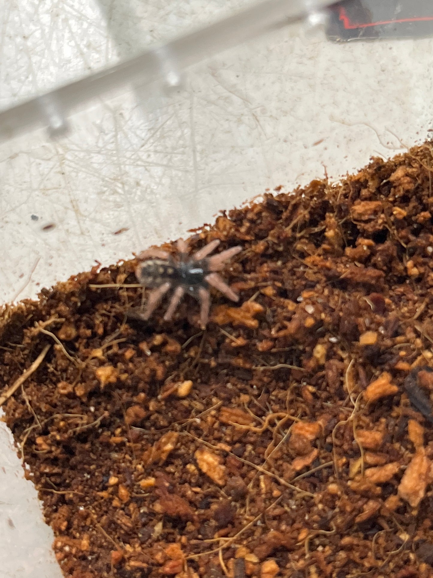 Hapalopus Vangoghi (Speckled Patch)