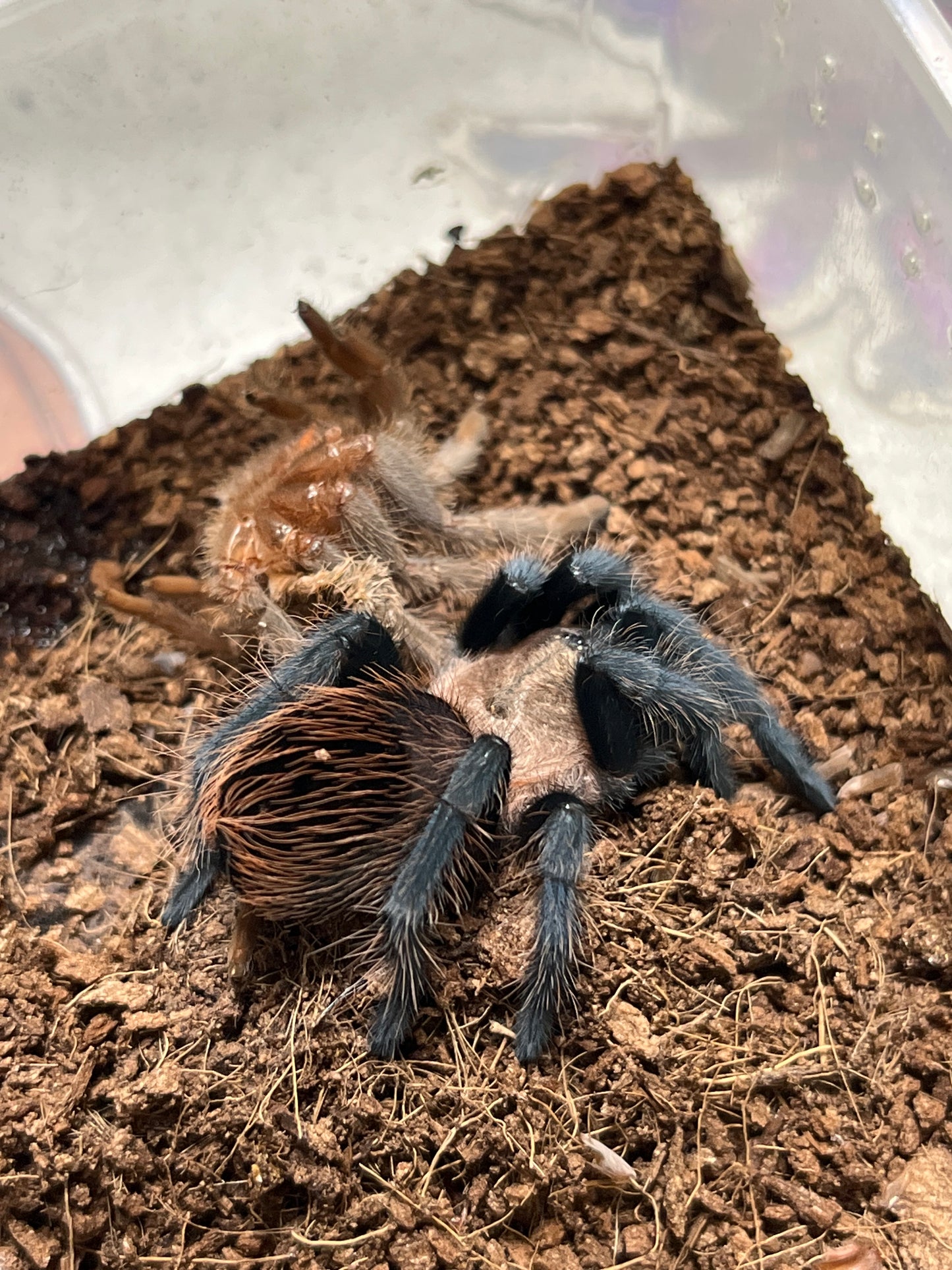 Tliltocatl sp Golden Back