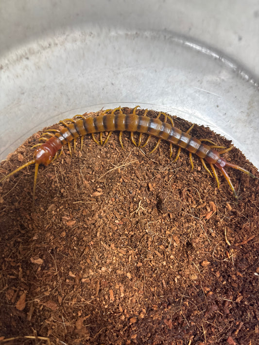 Scolopendra galapagoensis orange 3-4 inch