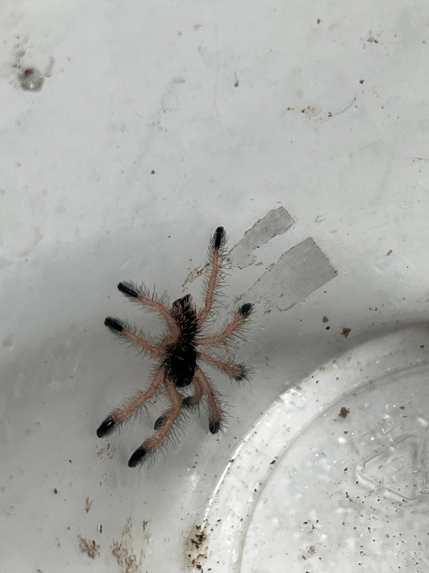 Avicularia Avicularia M1