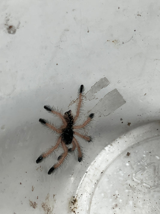 Avicularia Avicularia M1
