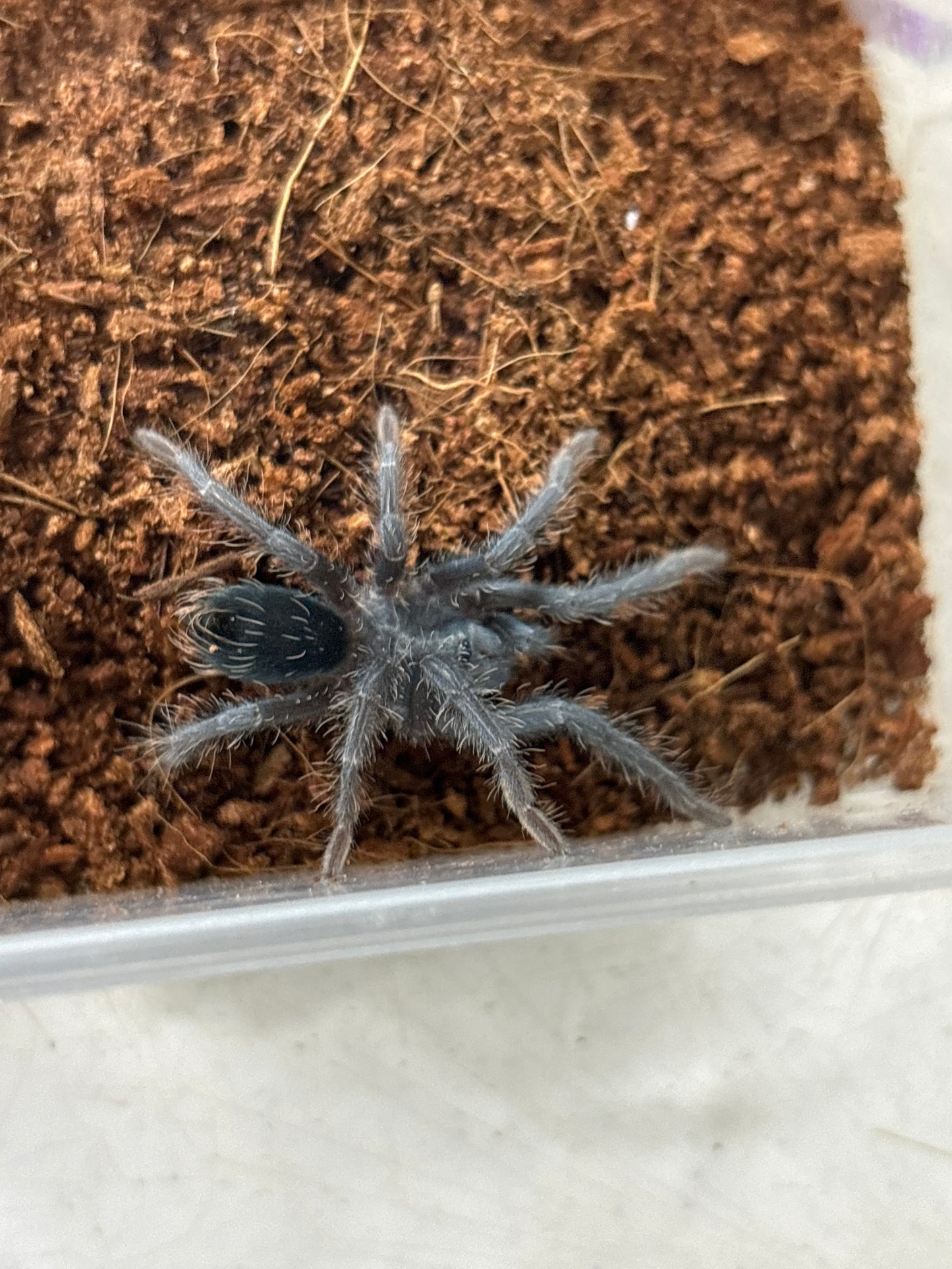 Phormictopus Dominican Purple 1.25