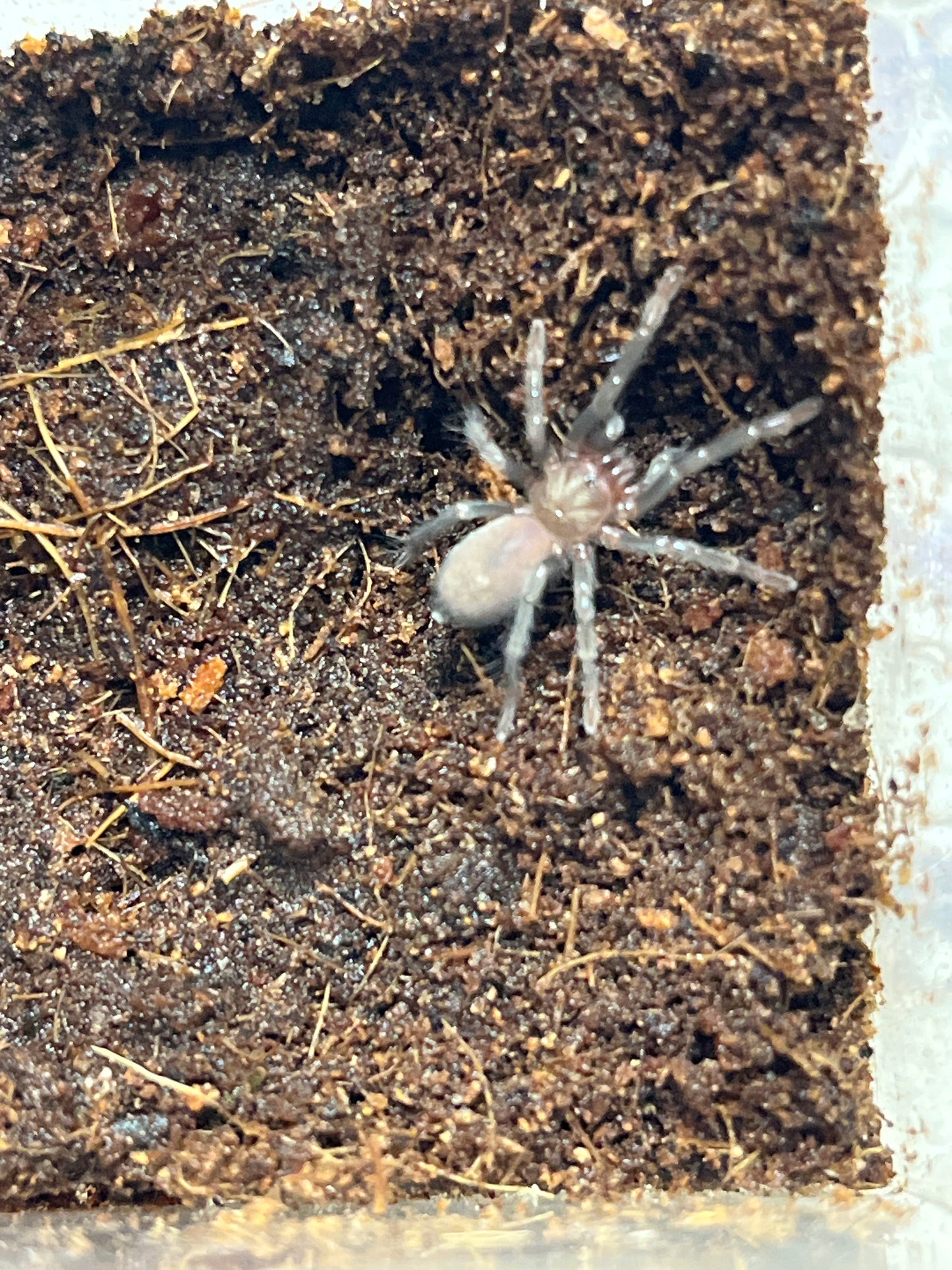 Theraphosinae sp. grape