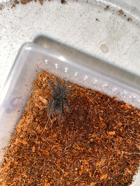 Pamphobeteus cf Antinous (Bolivian Blue Leg Birdeater, Steely Blue Leg Birdeater) 1.5 inch