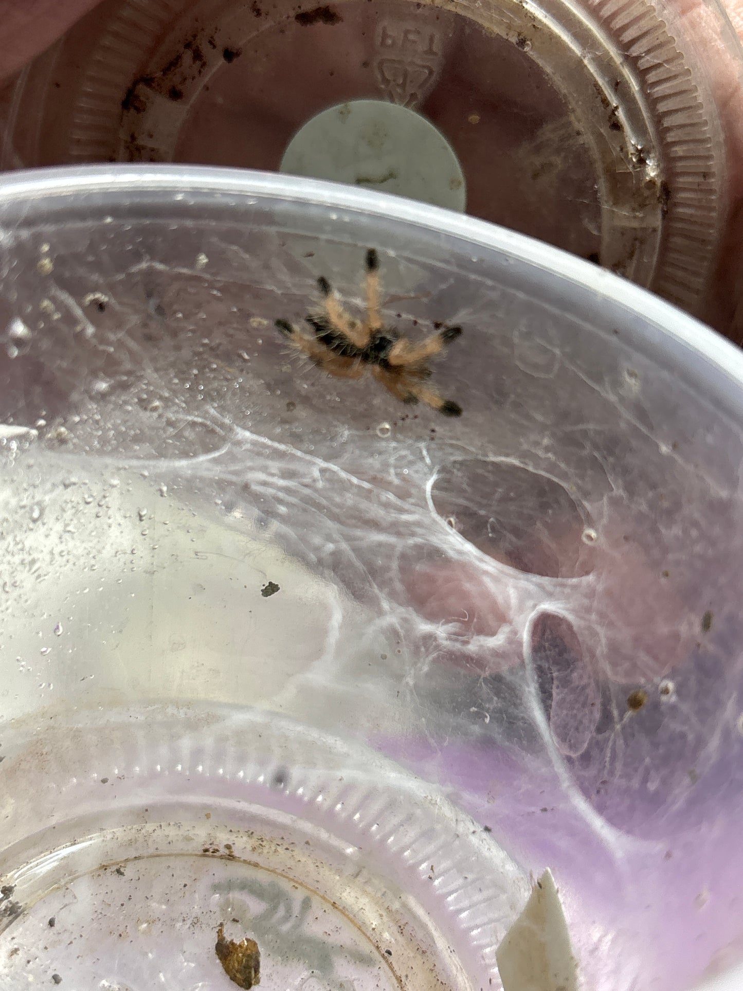 Avicularia sp Pucallpa (Mardi Gras Pink Toe)