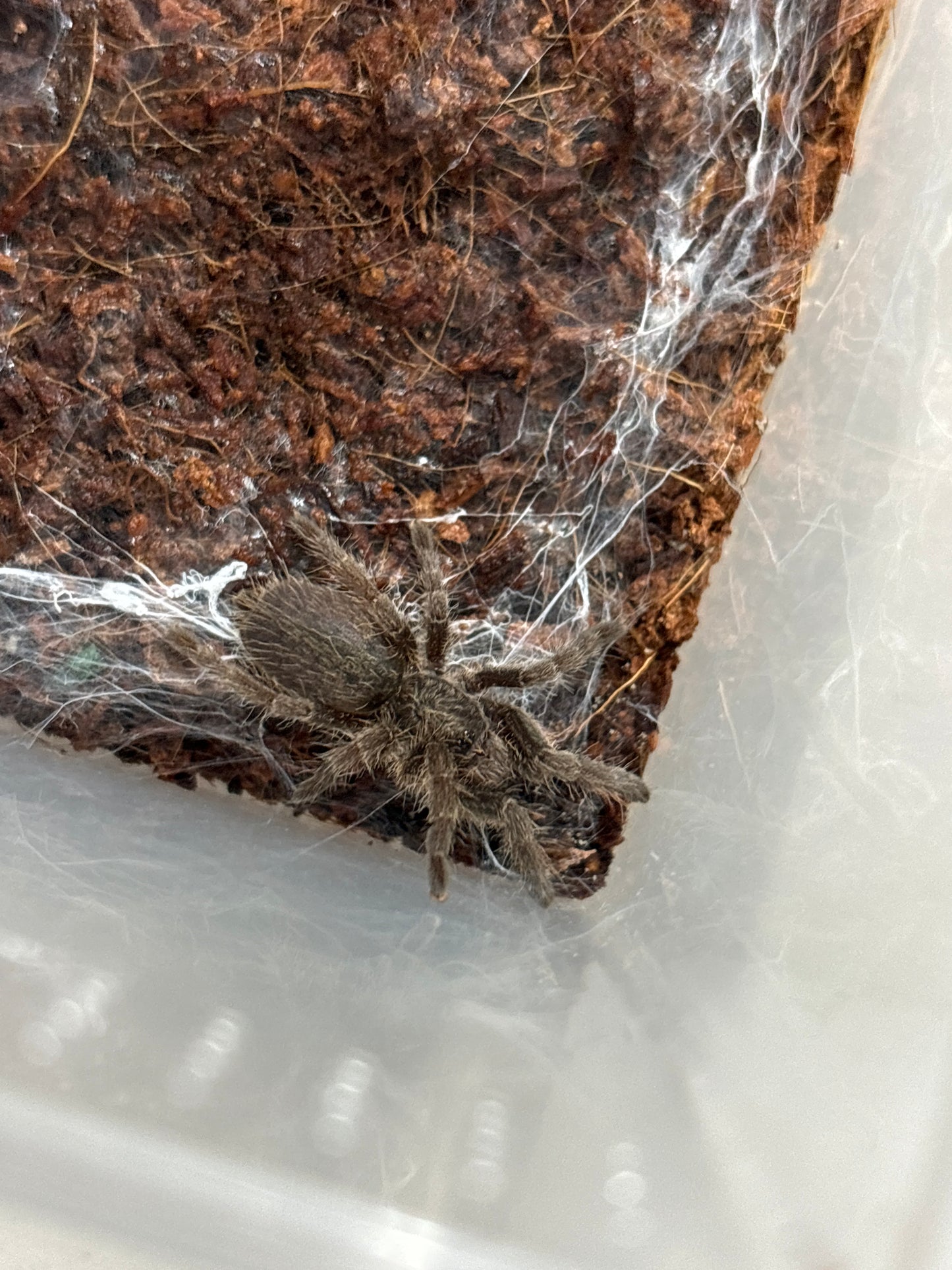 Ceratogyrus sp mozambique
