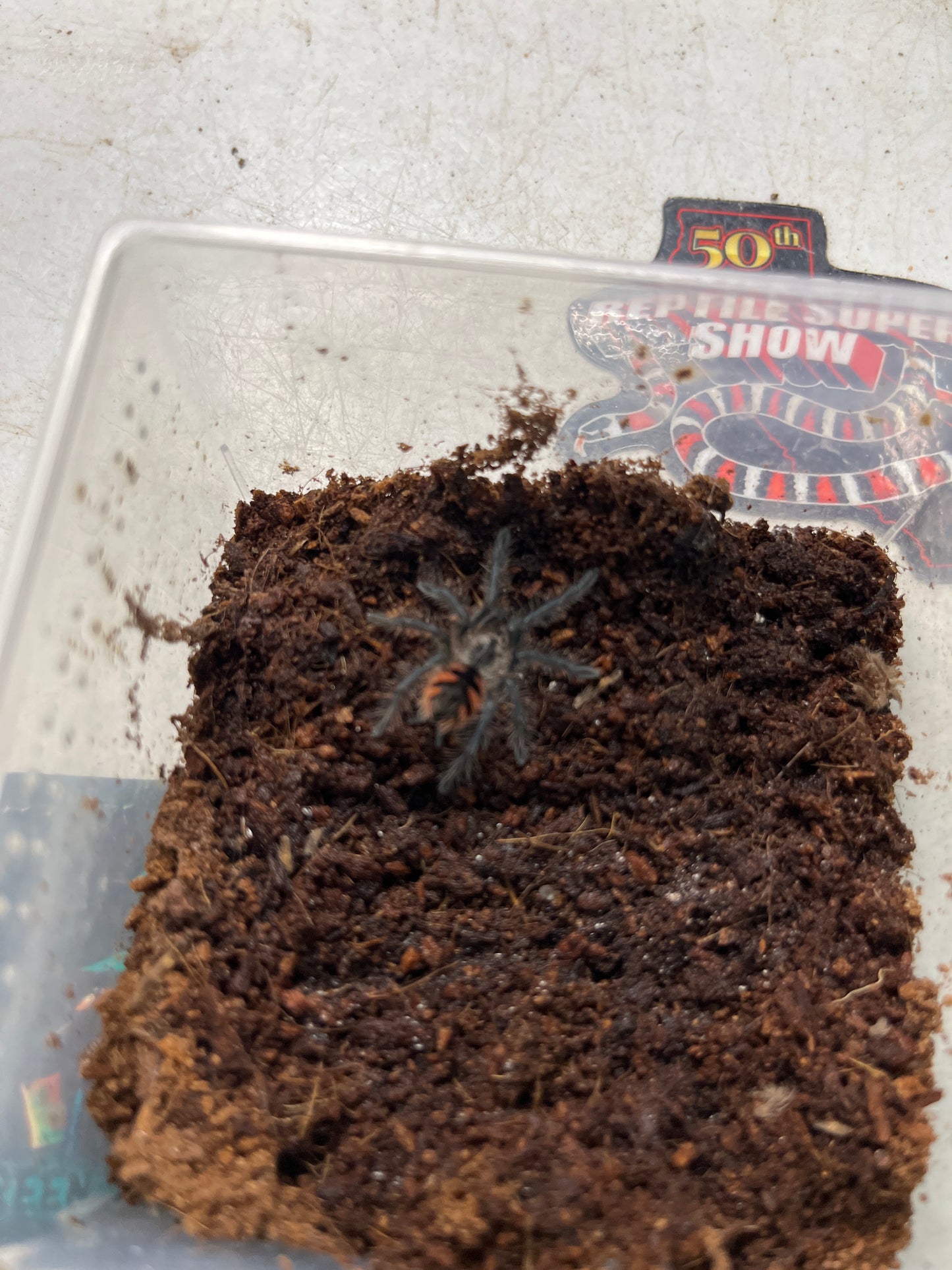 Pamphobeteus platyomma (Pink Bloom)