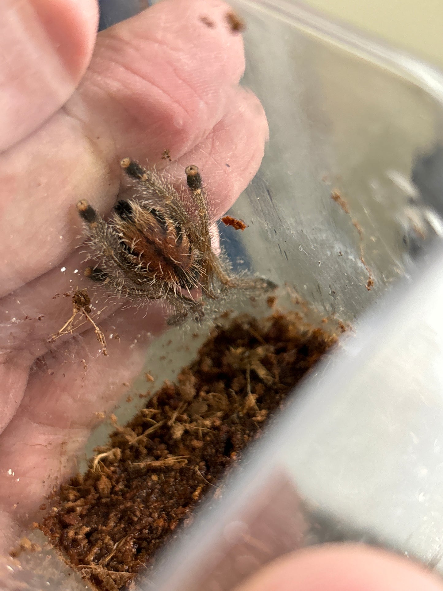 Avicularia Juruensis M2 (Peruvian Purple Pinktoe) .5 in