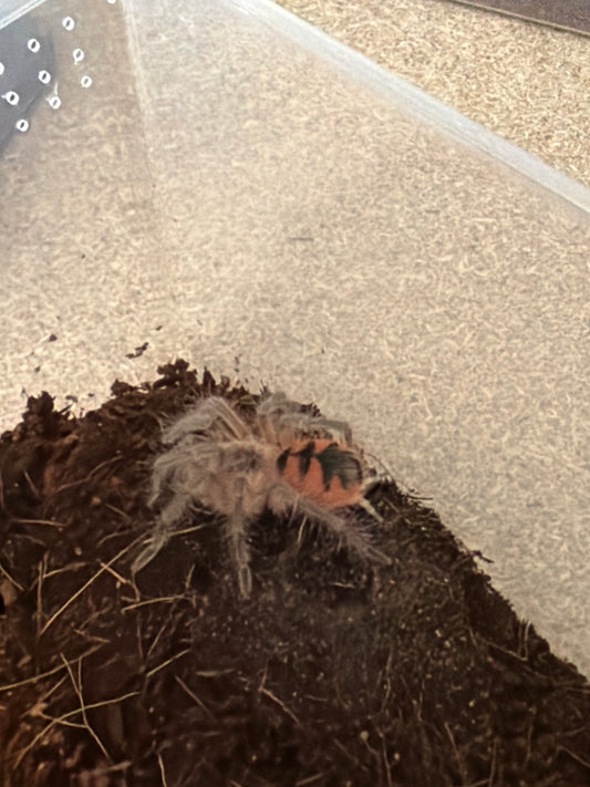 Pamphobeteus sp Santa Domingo Goliath