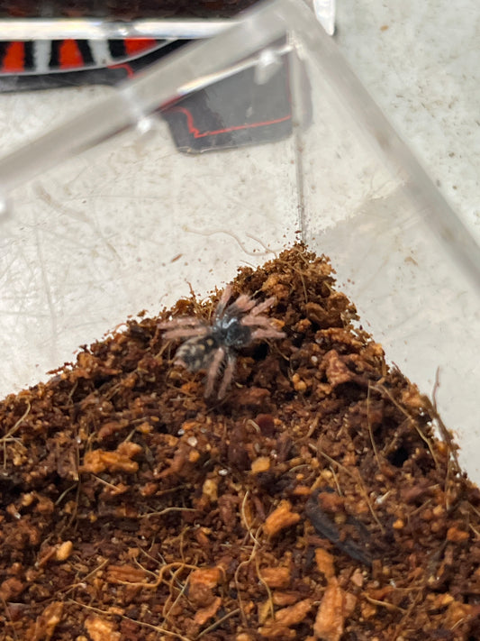 Hapalopus Vangoghi (Speckled Patch)