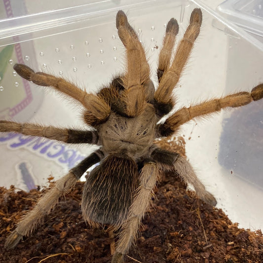 Aphonopelma sp Black Femur
