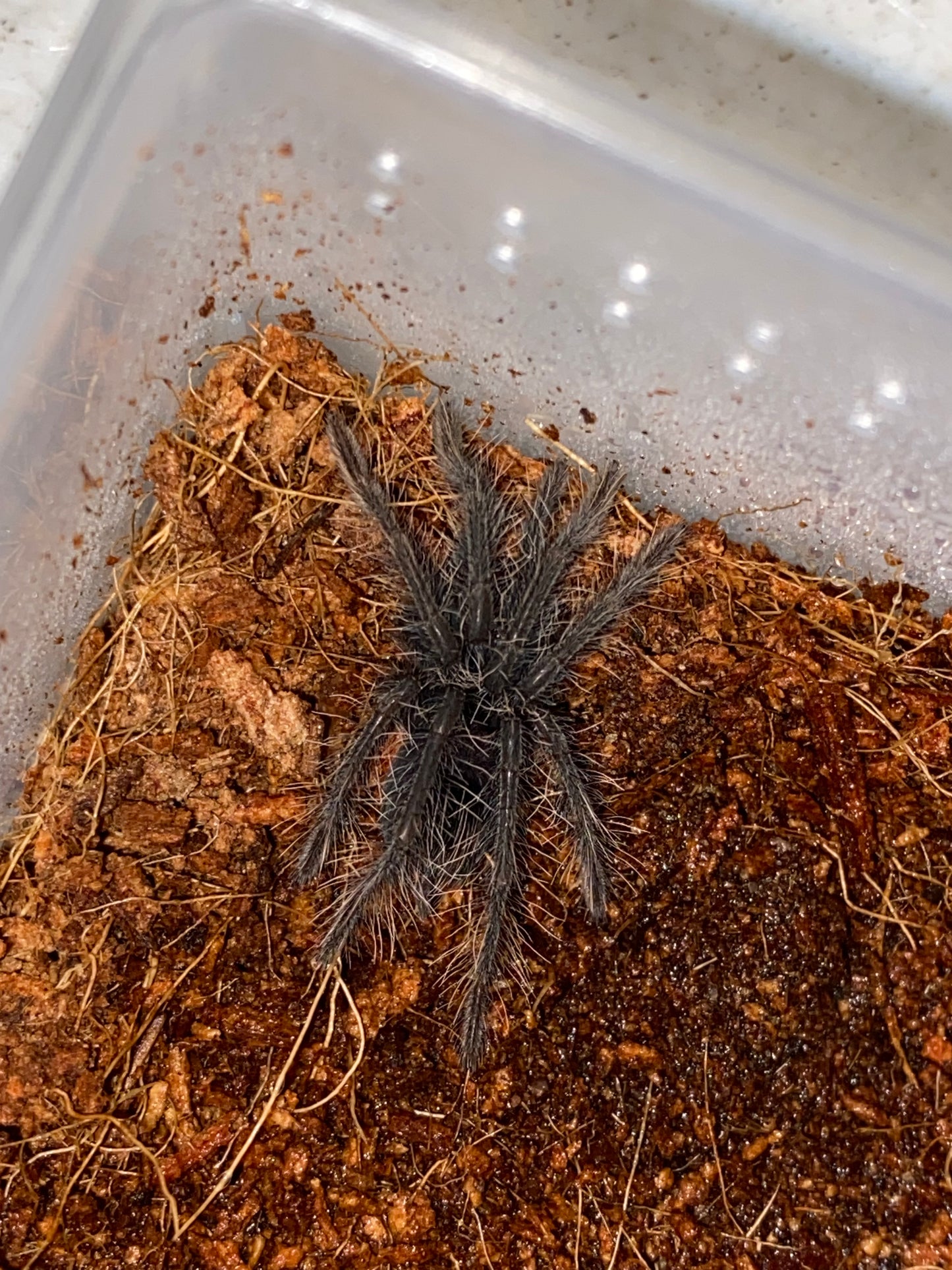 Pamphobeteus cf Antinous (Bolivian Blue Leg Birdeater, Steely Blue Leg Birdeater) 1.5 inch