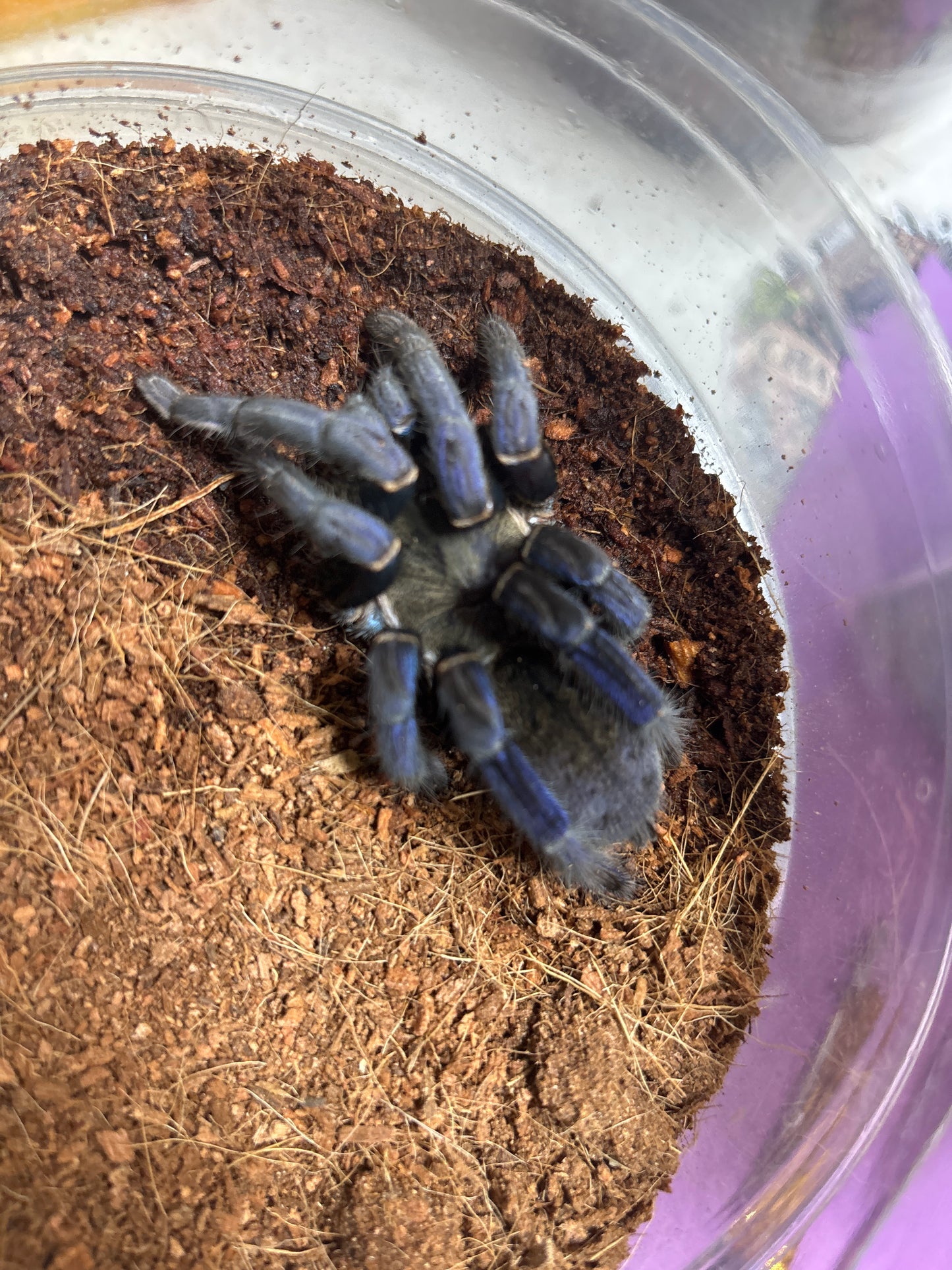 Cyriopagopus Lividius (Cobalt Blue/Emerald Green)