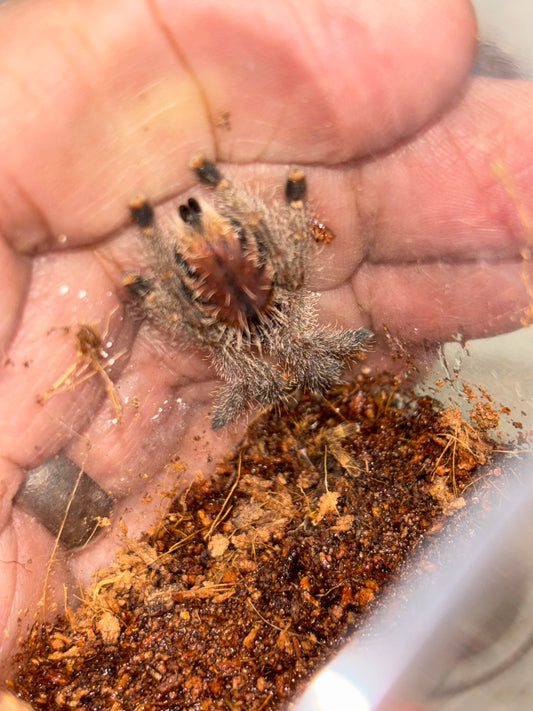 Avicularia Juruensis M2 (Peruvian Purple Pinktoe) .5 in