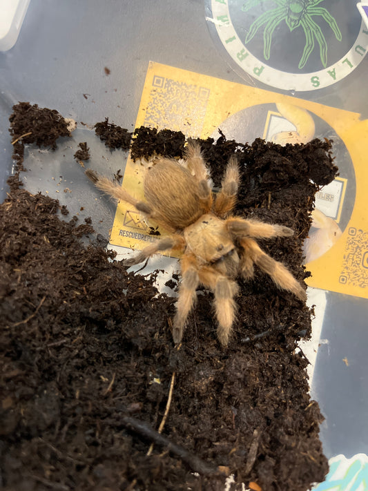 Aphonopelma moderatum 2 in