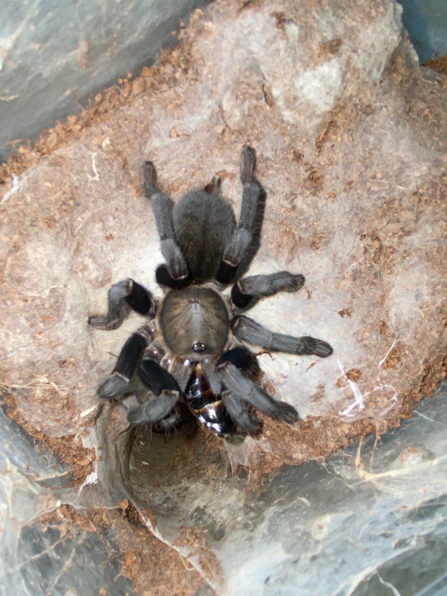 Cyriopagopus sp Big Black (Thailand Big Black)