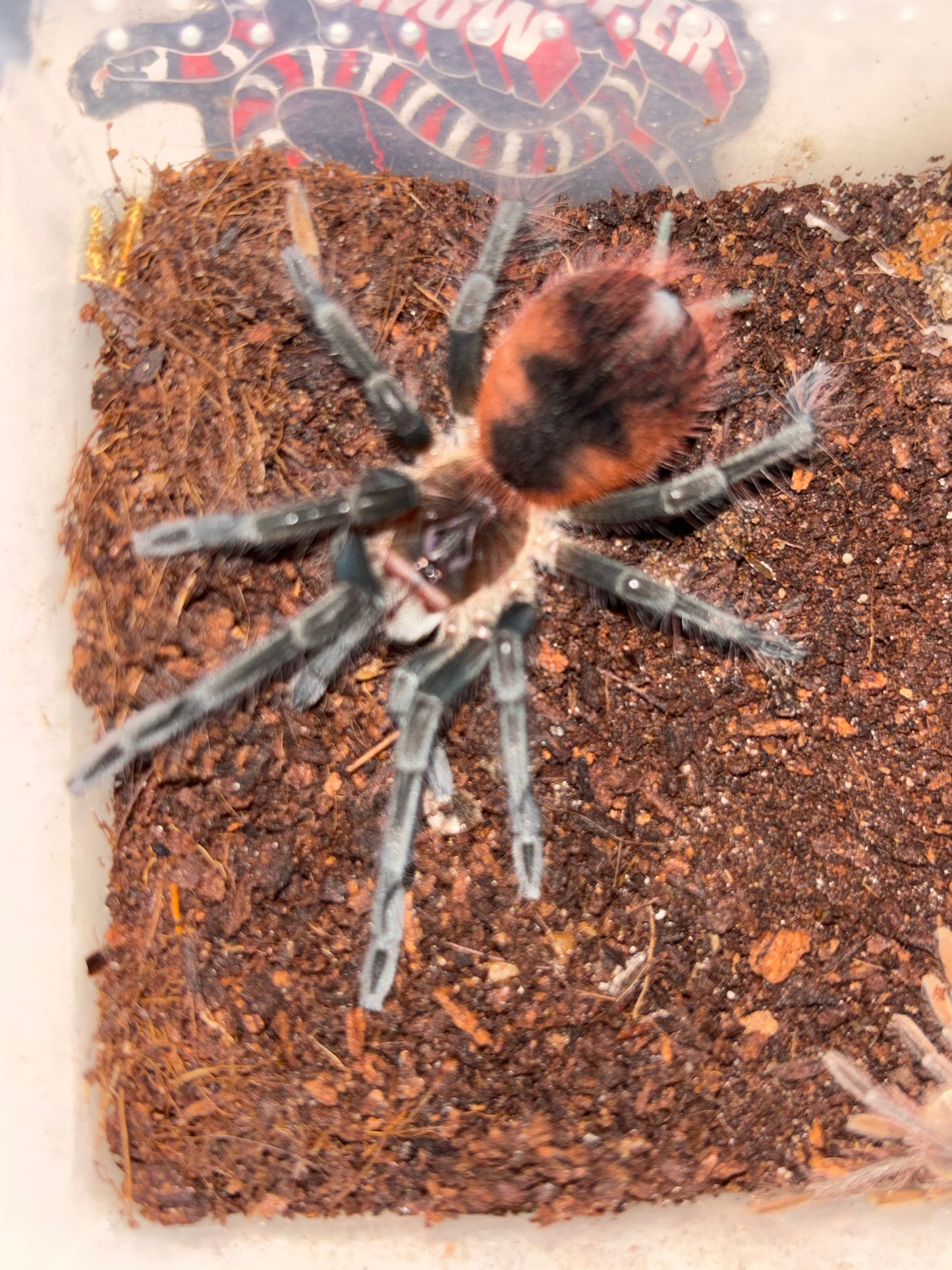 Pamphobeteus sp. Cascada (Cascada Giant Birdeater) 3 inch female