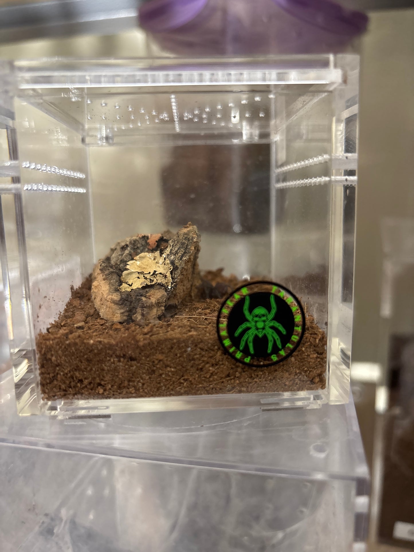 Hapalopus sp Formosus (Pumpkin Patch)