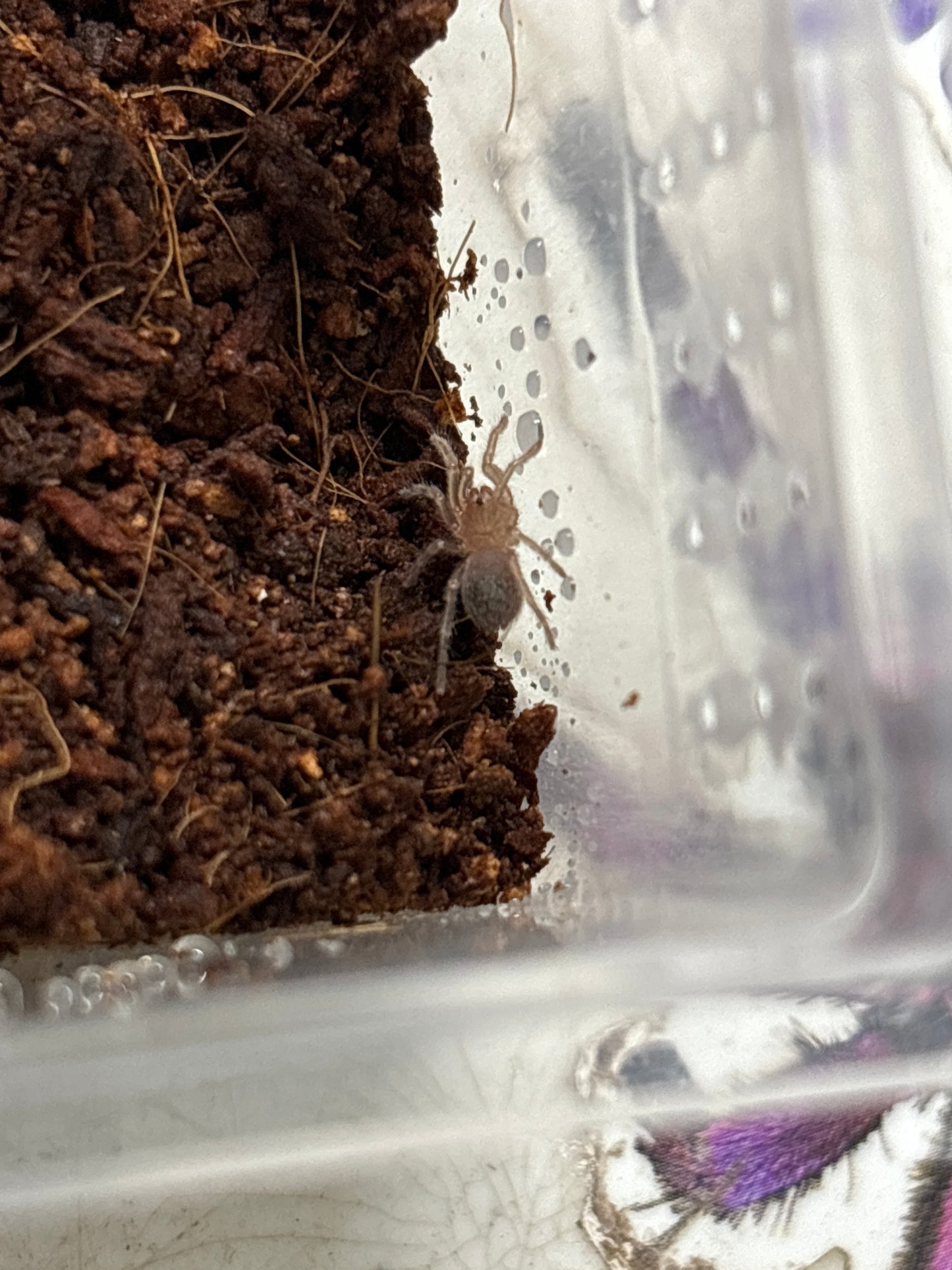 Homoeomma chilense (Chilean Flame)