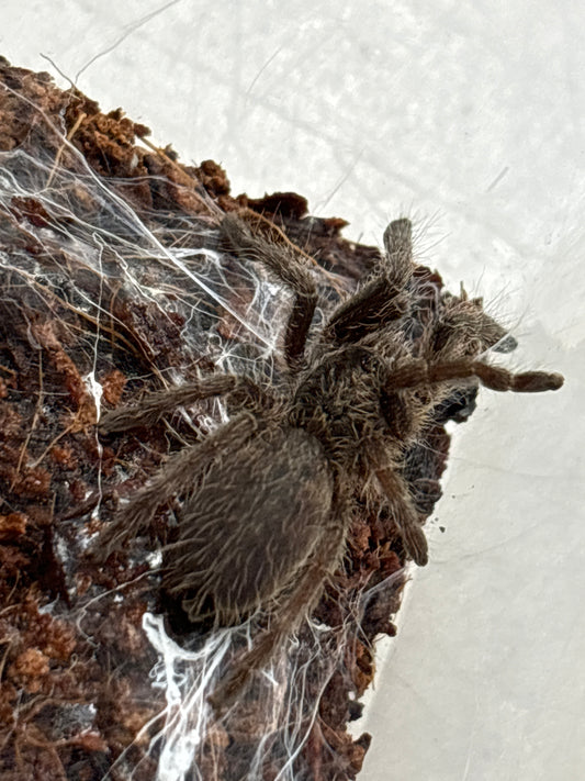 Ceratogyrus sp mozambique