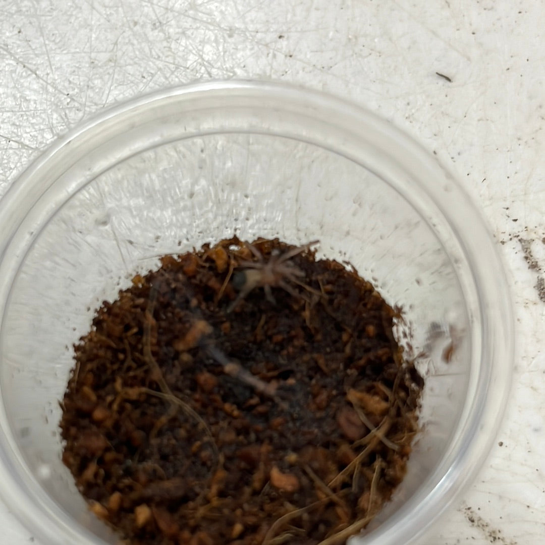 Aphonopelma Anax (Texas Giant Tan)
