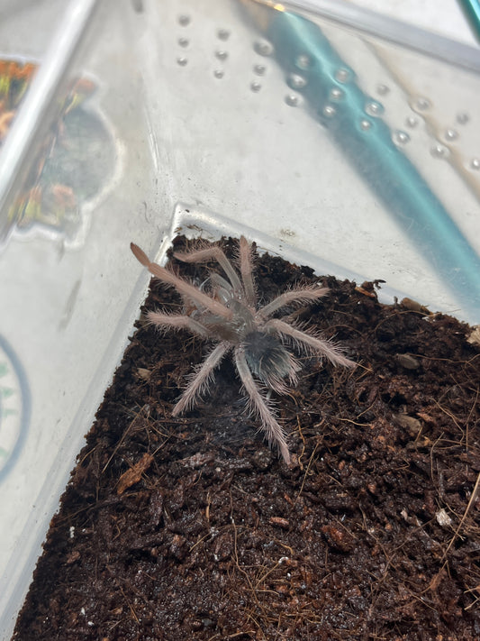 Xenesthis sp megascopula (Fluffy Giant) 2 inch