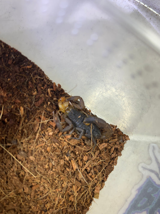 Oliverius martensii (Chinese Scorpion)