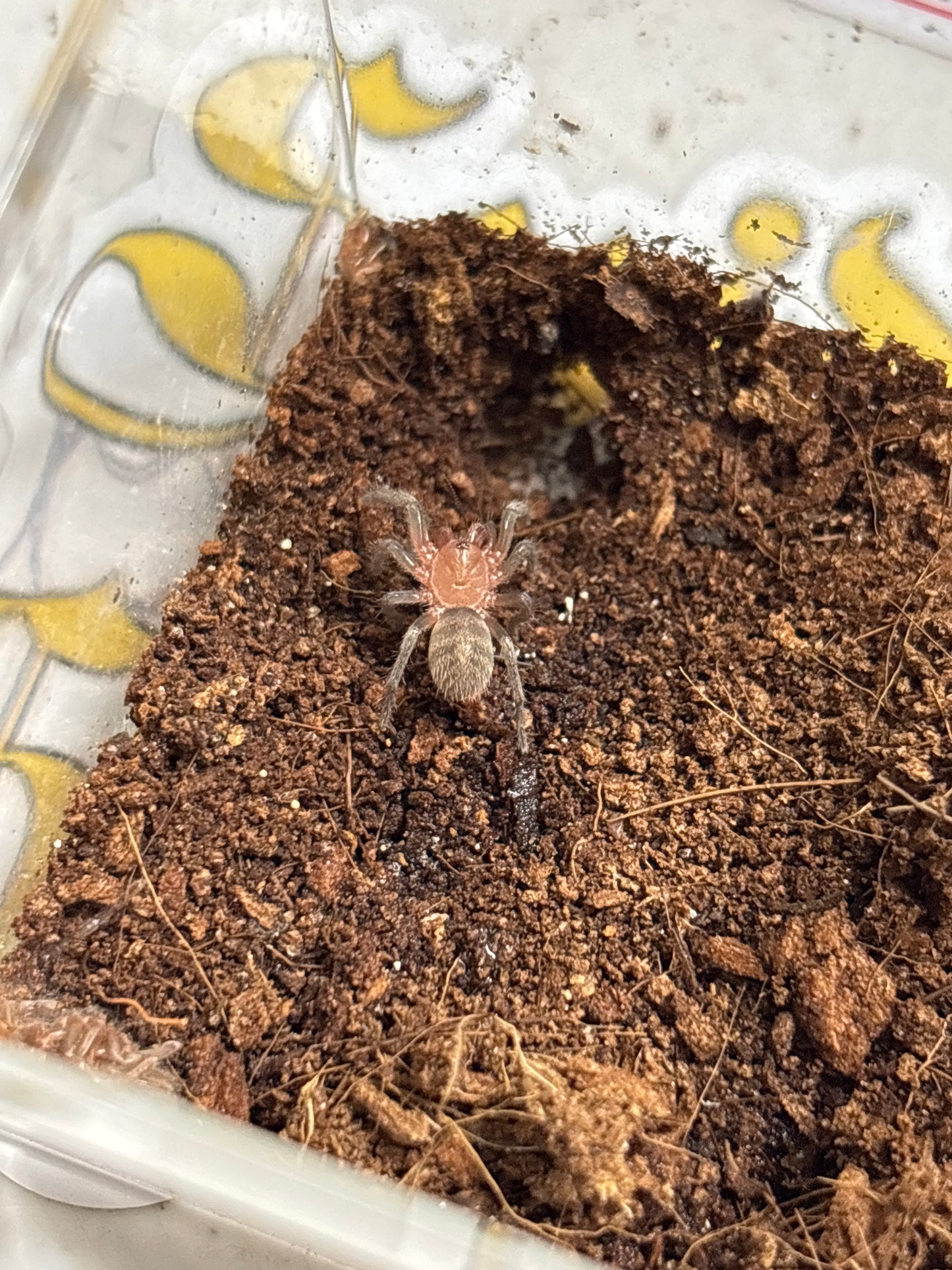 Anqasha picta (Anqasha Tiger Rump)