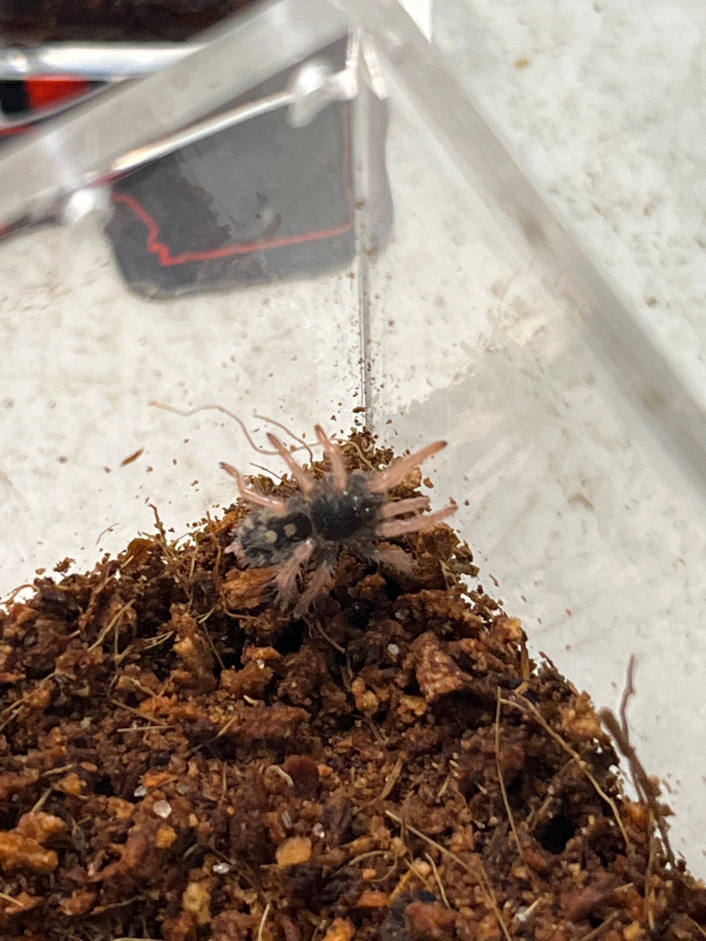 Hapalopus Vangoghi (Speckled Patch)
