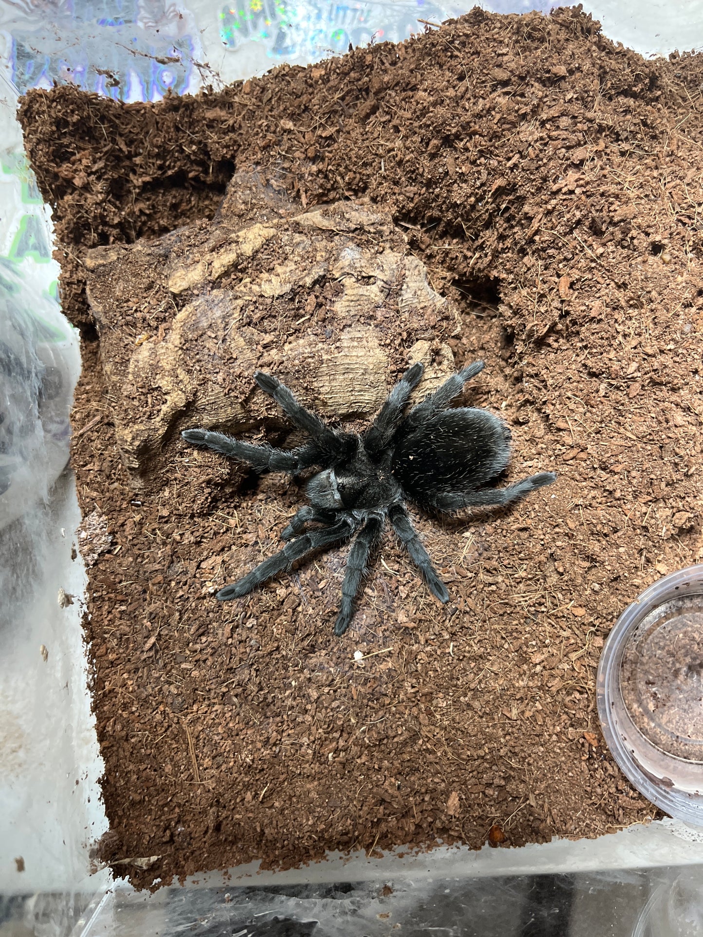 Grammostola quirogai .75 inch