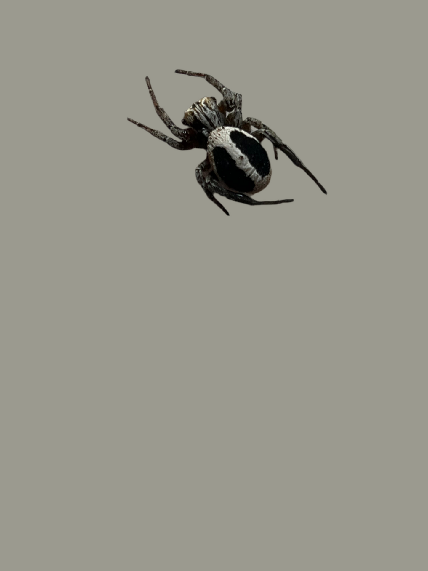 Stegodyphus lineatus .5