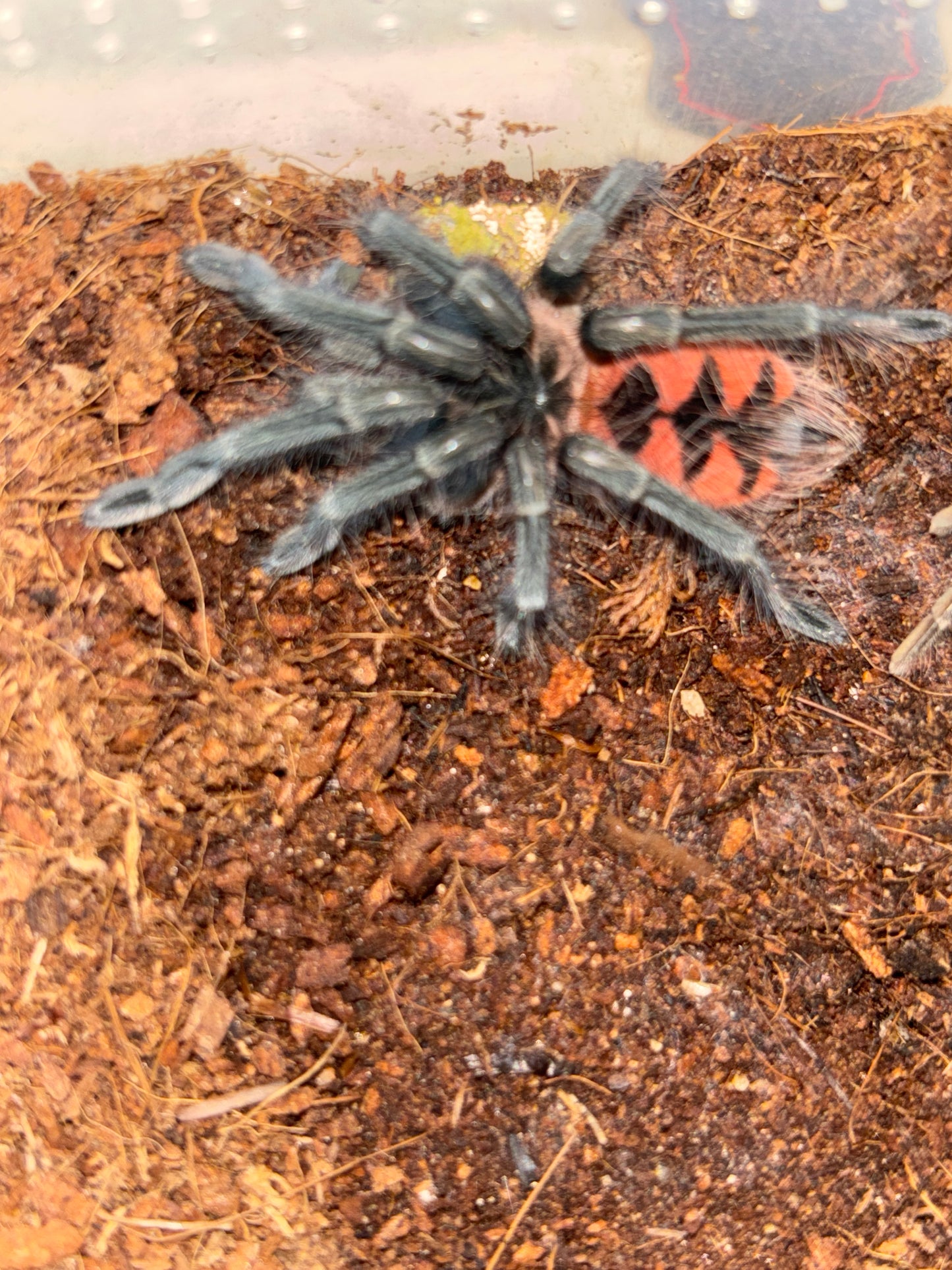 Pamphobeteus sp manganegra female 2 inch