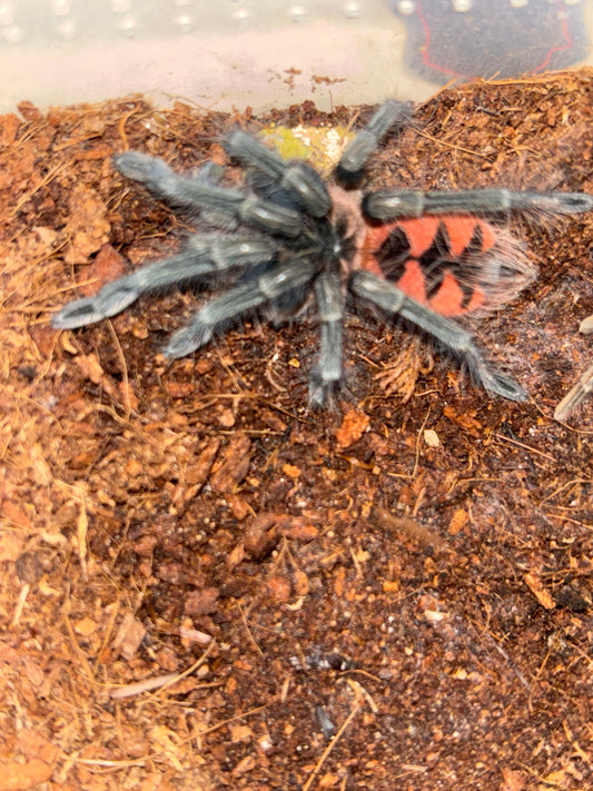 Pamphobeteus sp manganegra female 2 inch