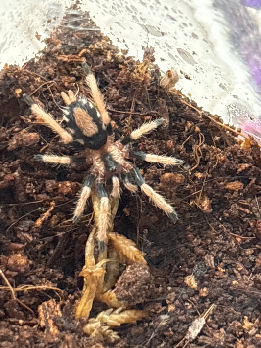 Cyriocosmus ritae Juveniles 1 inch (Peruvian Black & White)