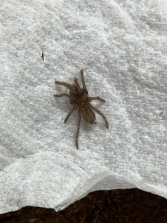 Pelinobius muticus (King Baboon) .75