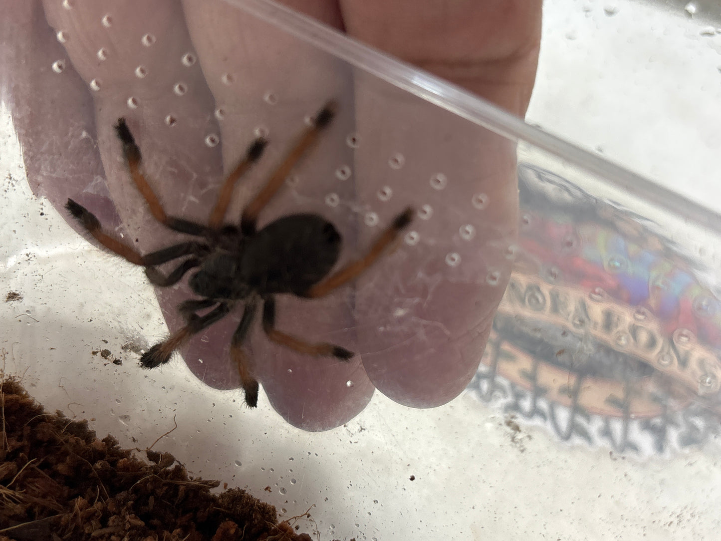 Psalmopoeus Pulcher (Panama Blonde) .5 in