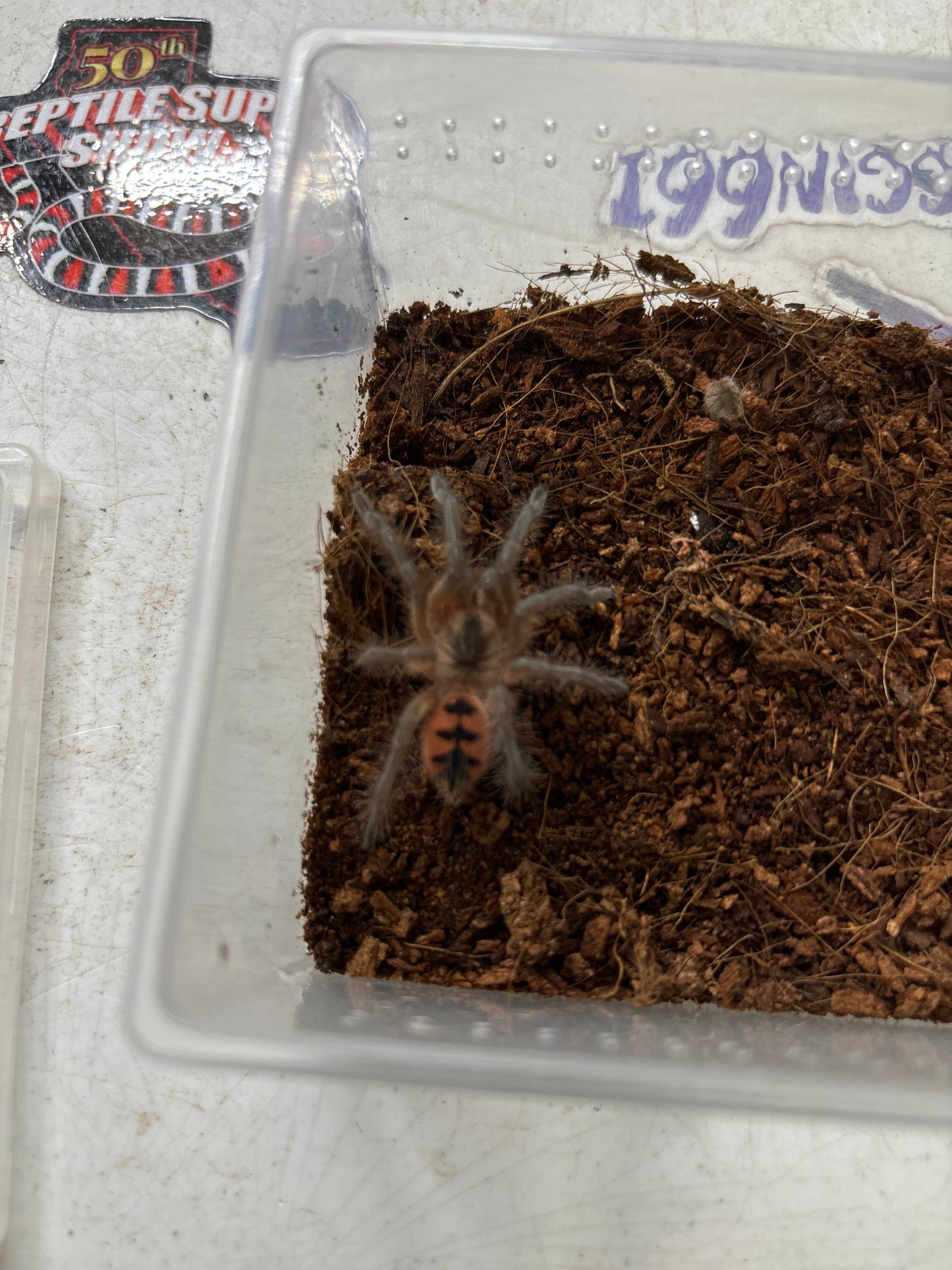 Pamphobeteus sp manganegra female 2 inch