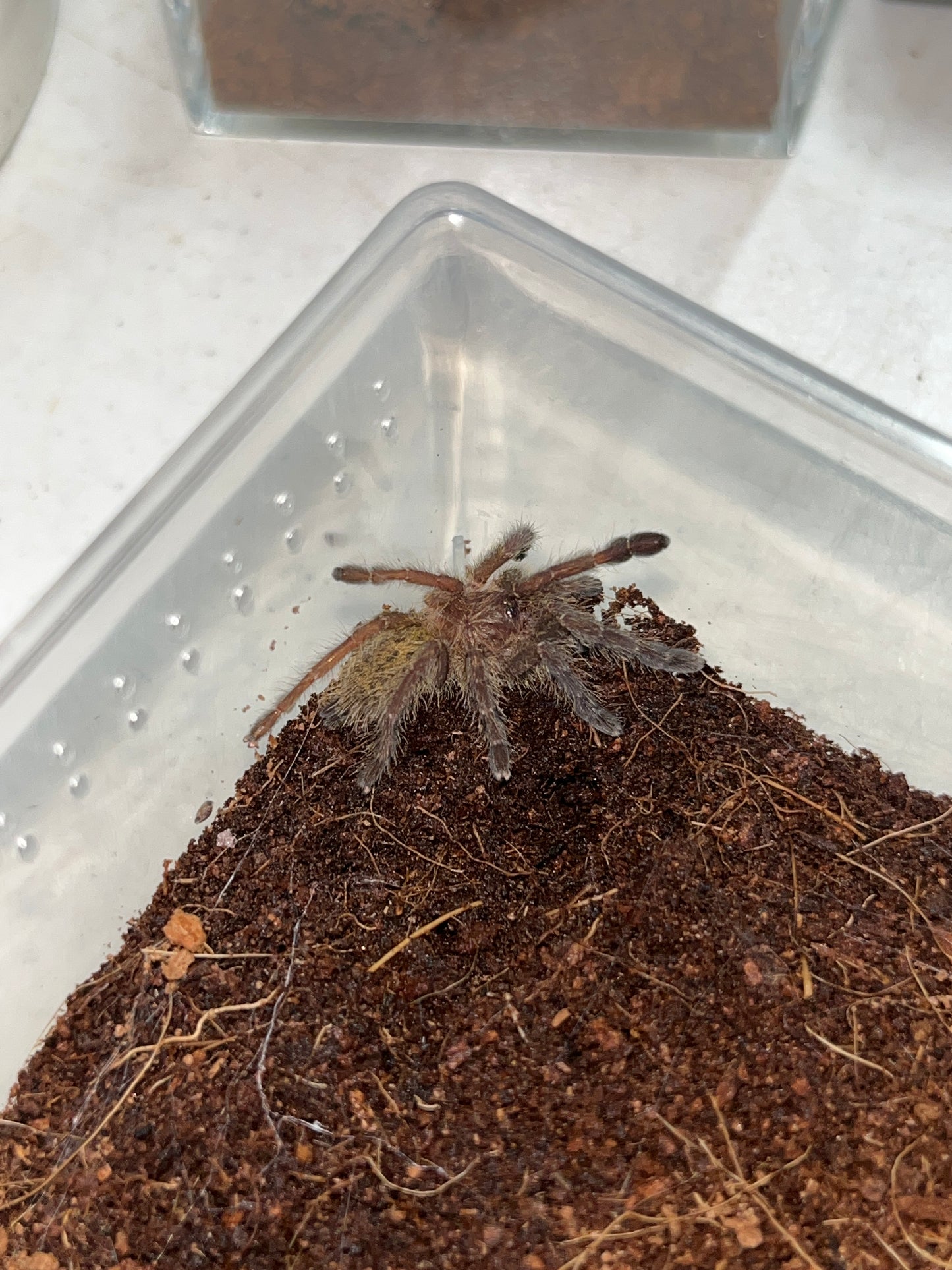 Pterinochilus murinus (Kigoma) 2 inch