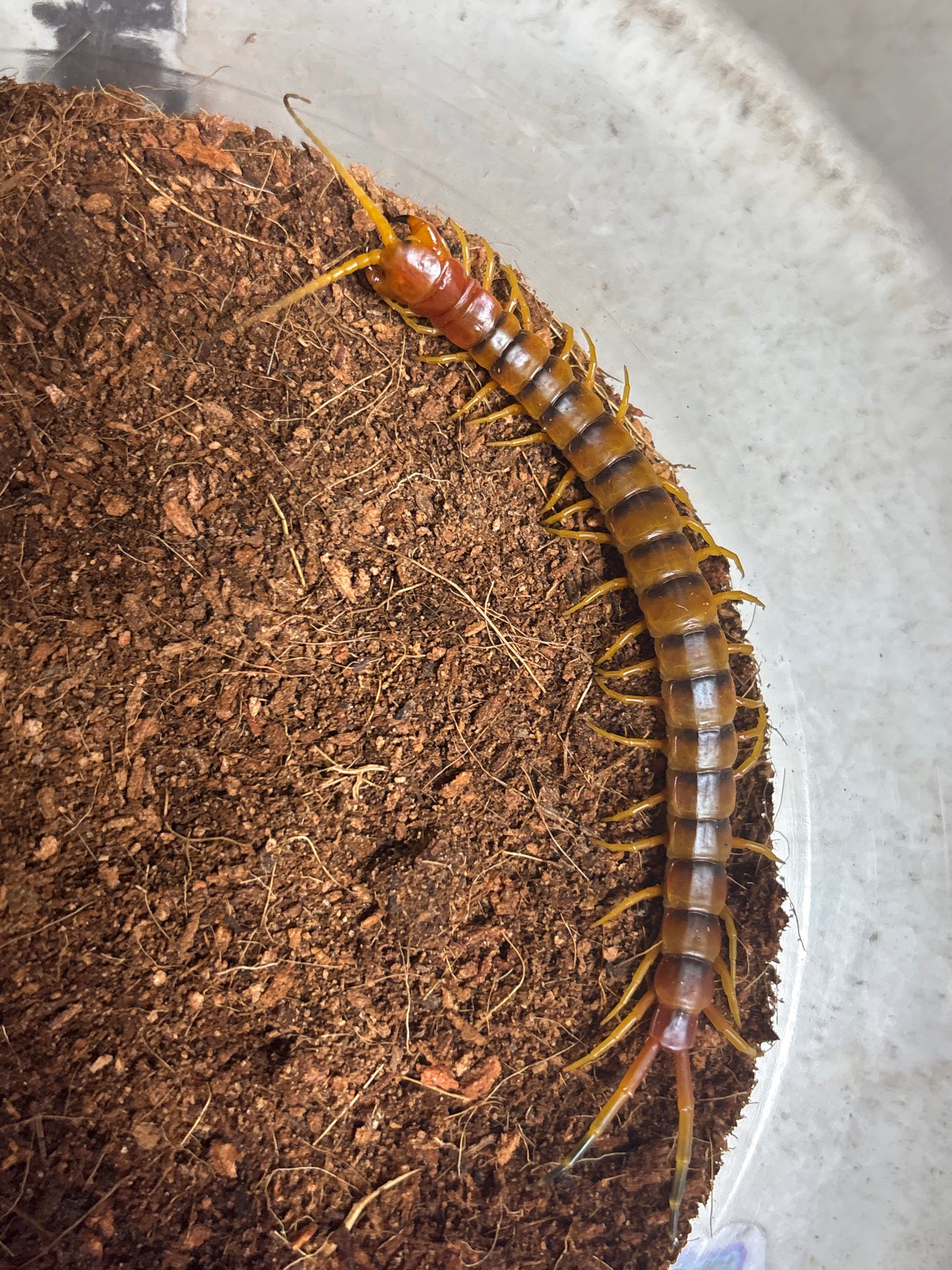 Scolopendra galapagoensis orange 3-4 inch