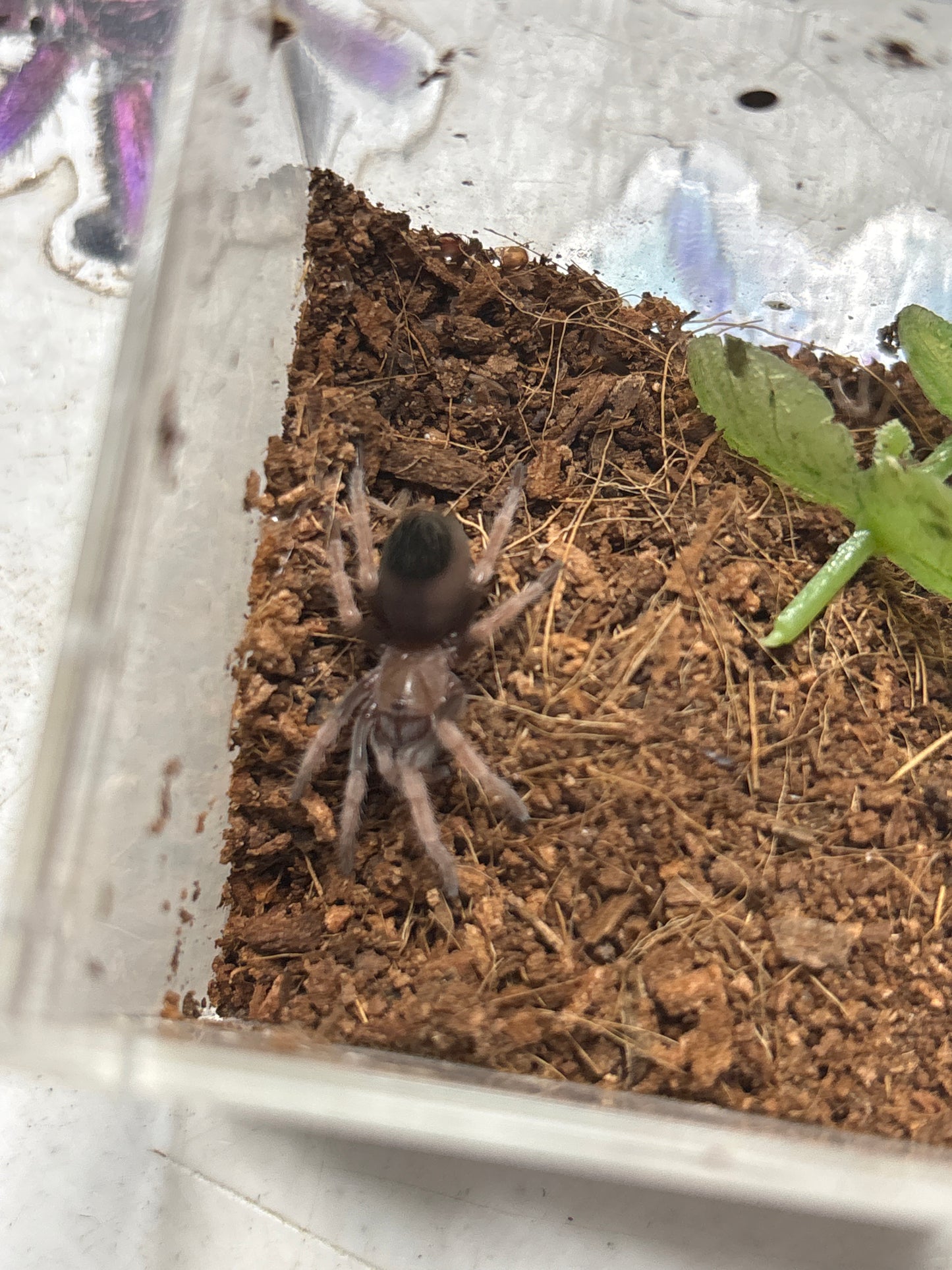 Aphonopelma bicoloratum (Mexican Blood Leg) 1/4 inch