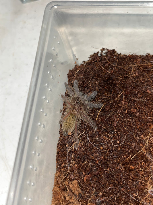 Pterinochilus murinus (Kigoma) 2 inch