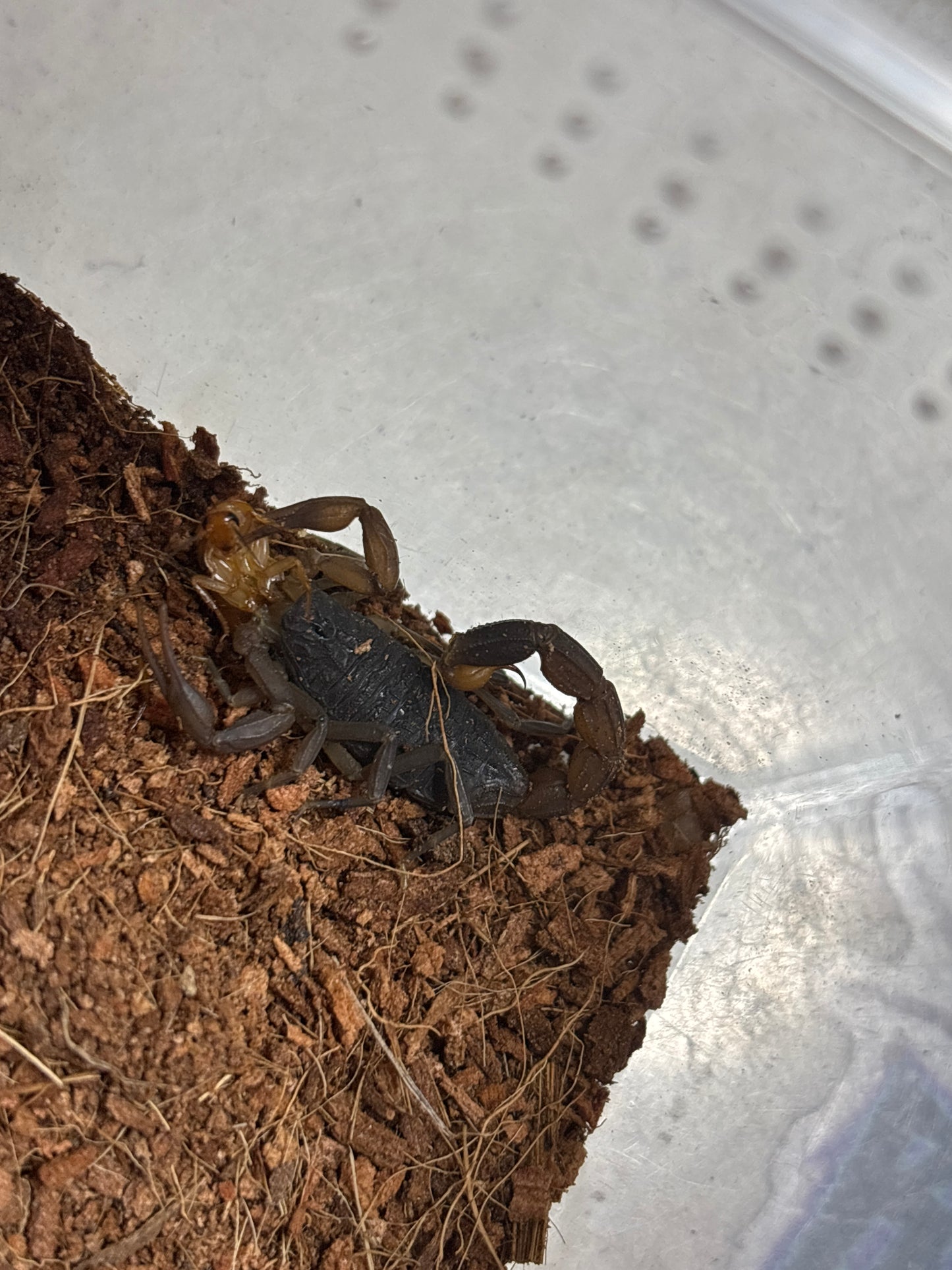 Oliverius martensii (Chinese Scorpion)