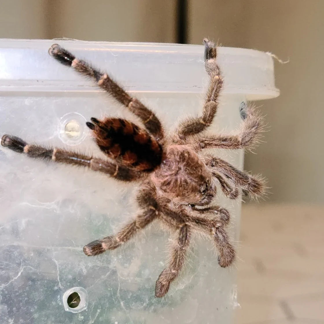 Avicularia minatrix