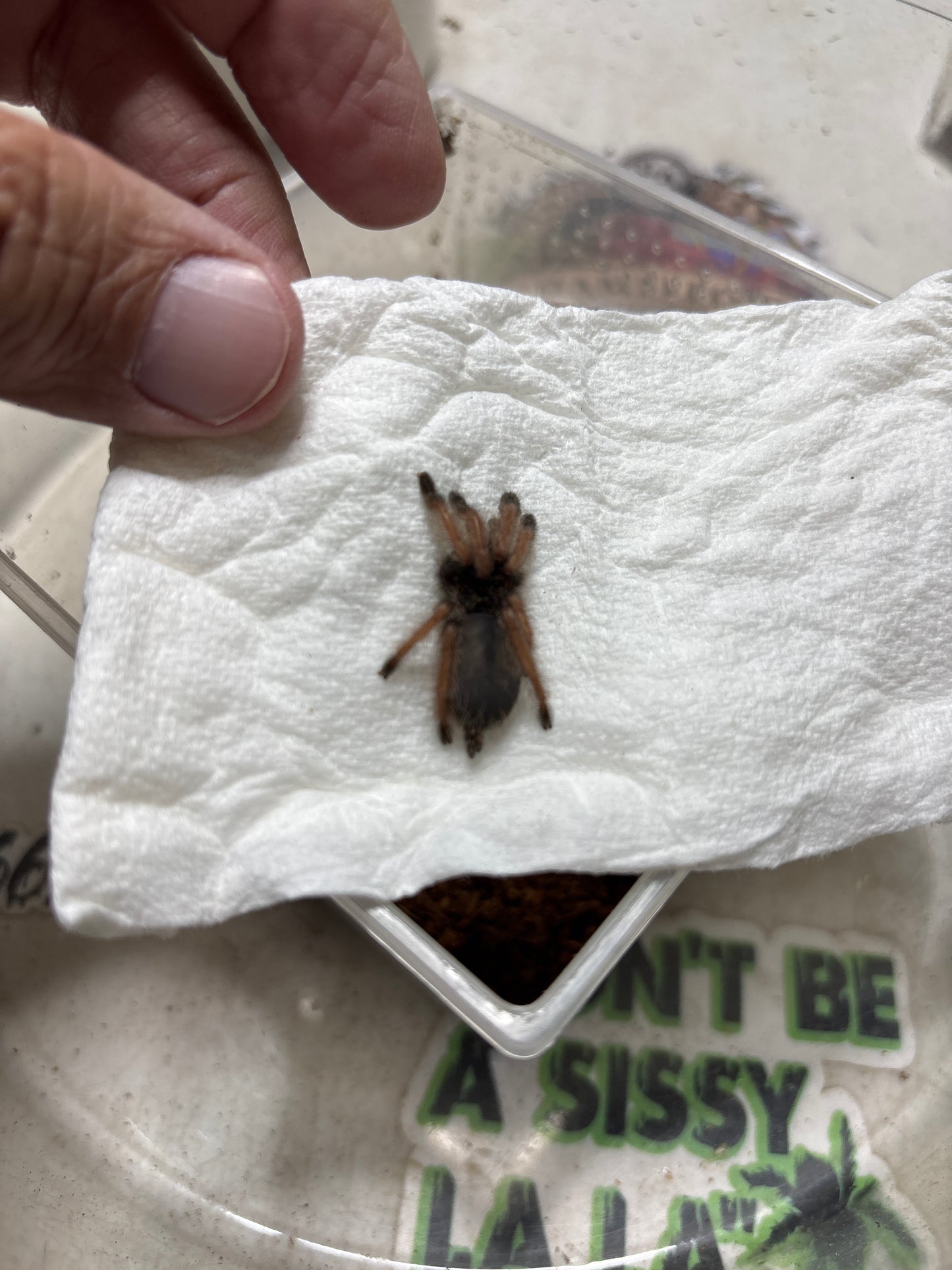 Psalmopoeus Pulcher (Panama Blonde) .5 in