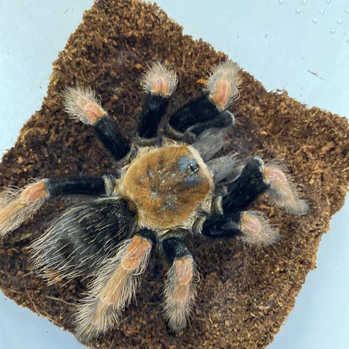 Brachypelma Boehmei (Mexican Fireleg) 1 inch