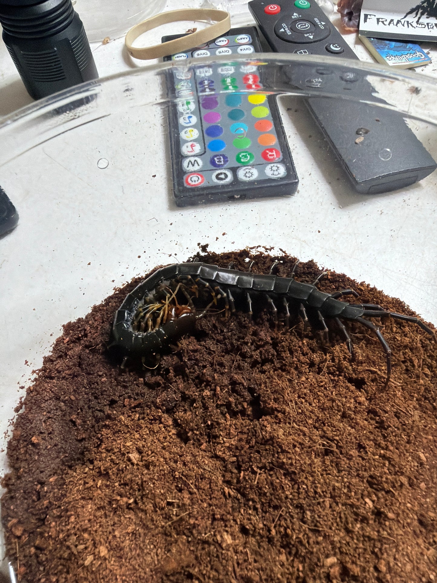 Scolopendra sp Black Flame (Black Flame Centipede) 5 inch