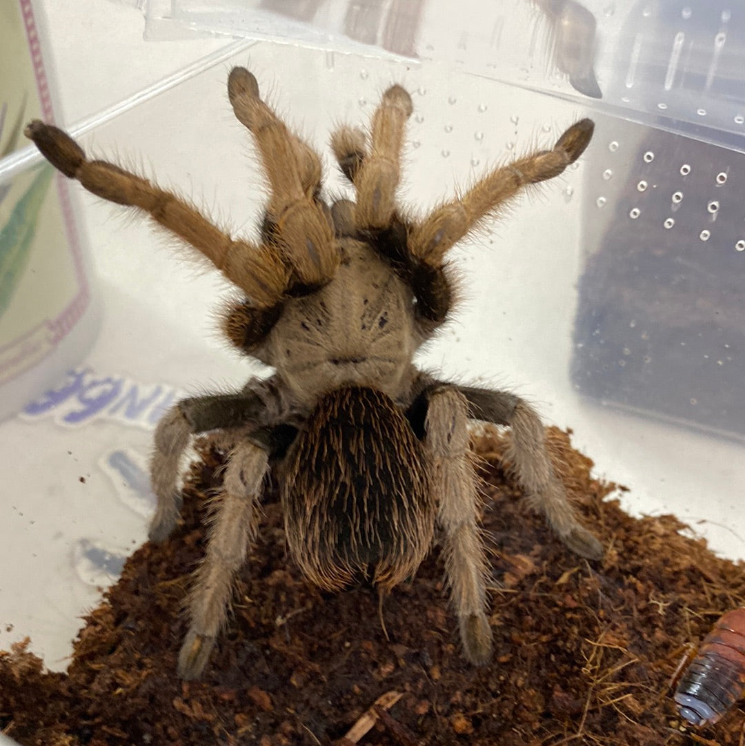 Aphonopelma sp Black Femur
