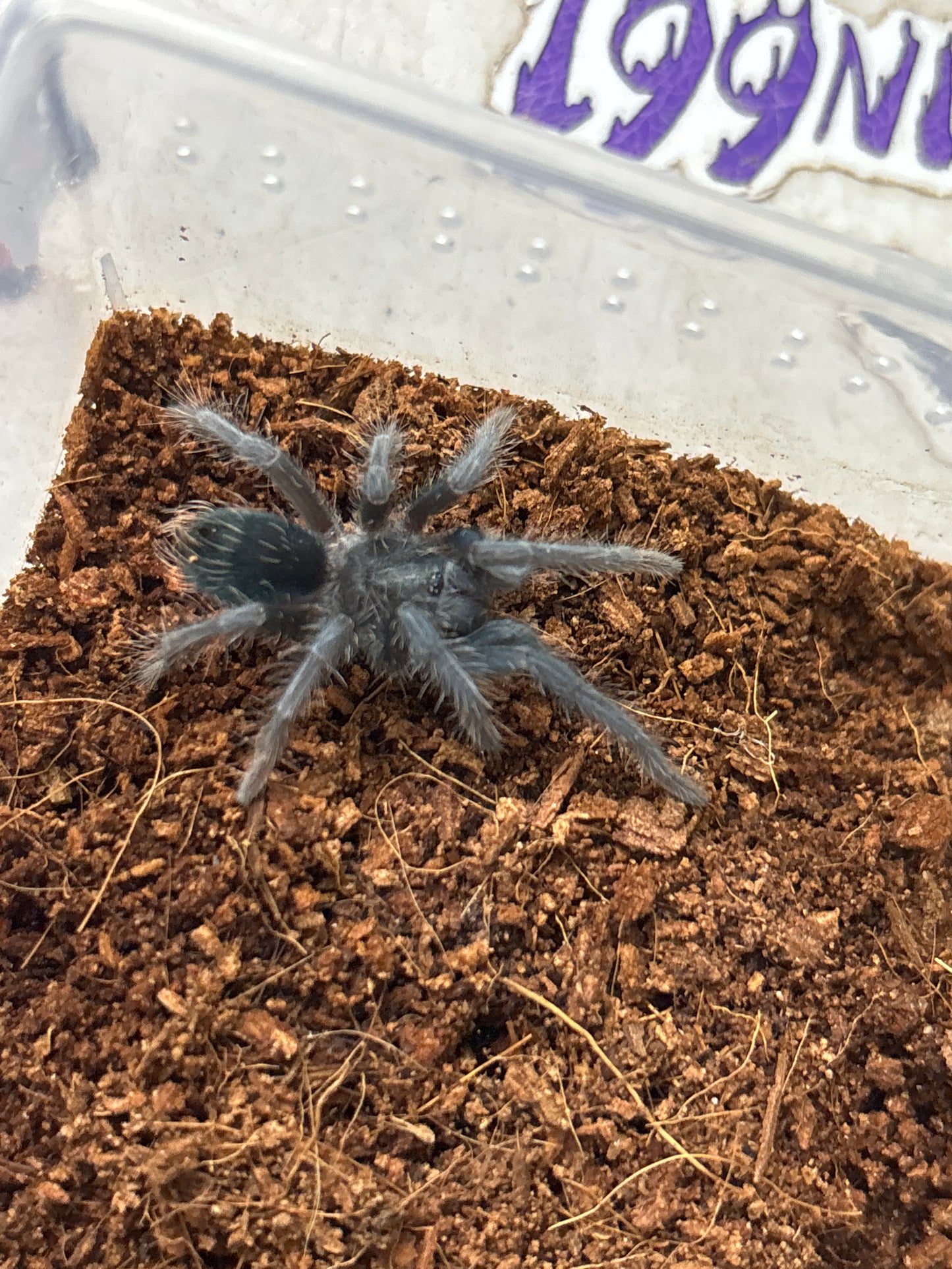 Phormictopus Dominican Purple 1.25