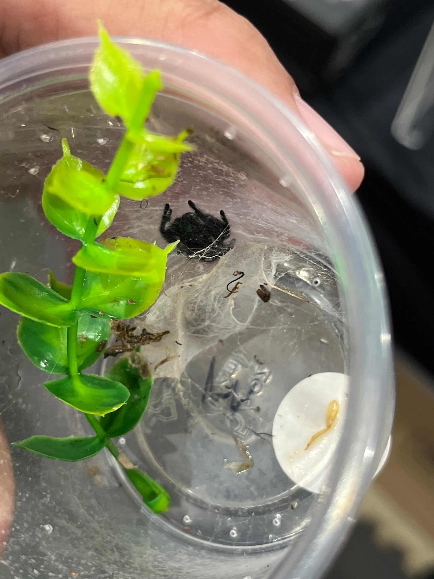 Phidipus regius