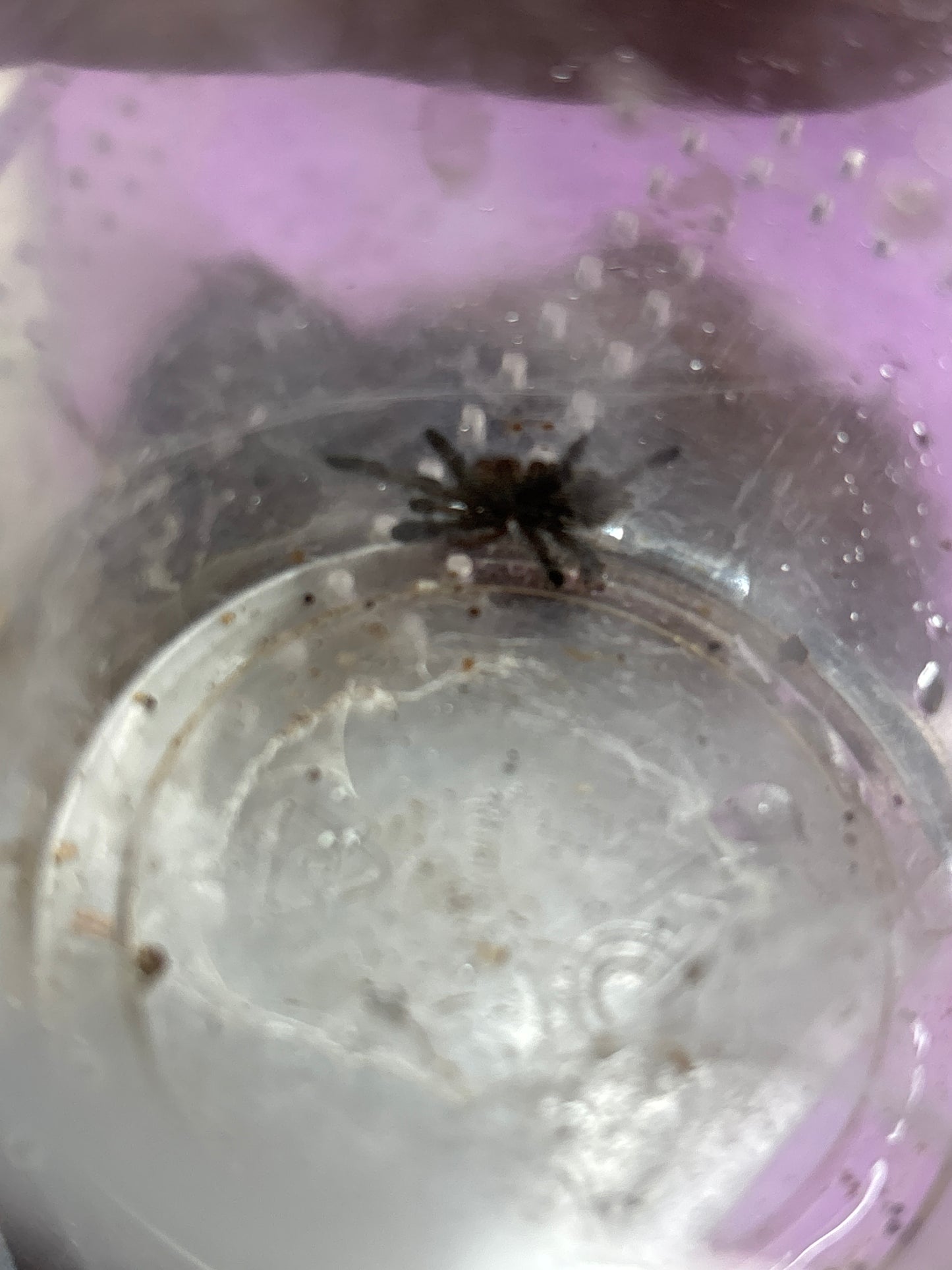 Avicularia Purpurea (Purple Pinktoe)